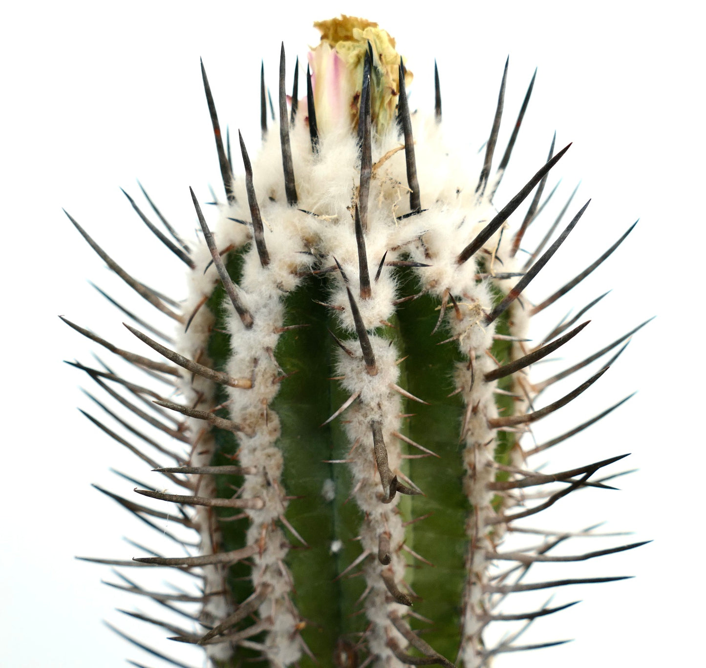 Copiapoa bridgesii form BLACK SPINES (unrooted cutting) ZMQ34