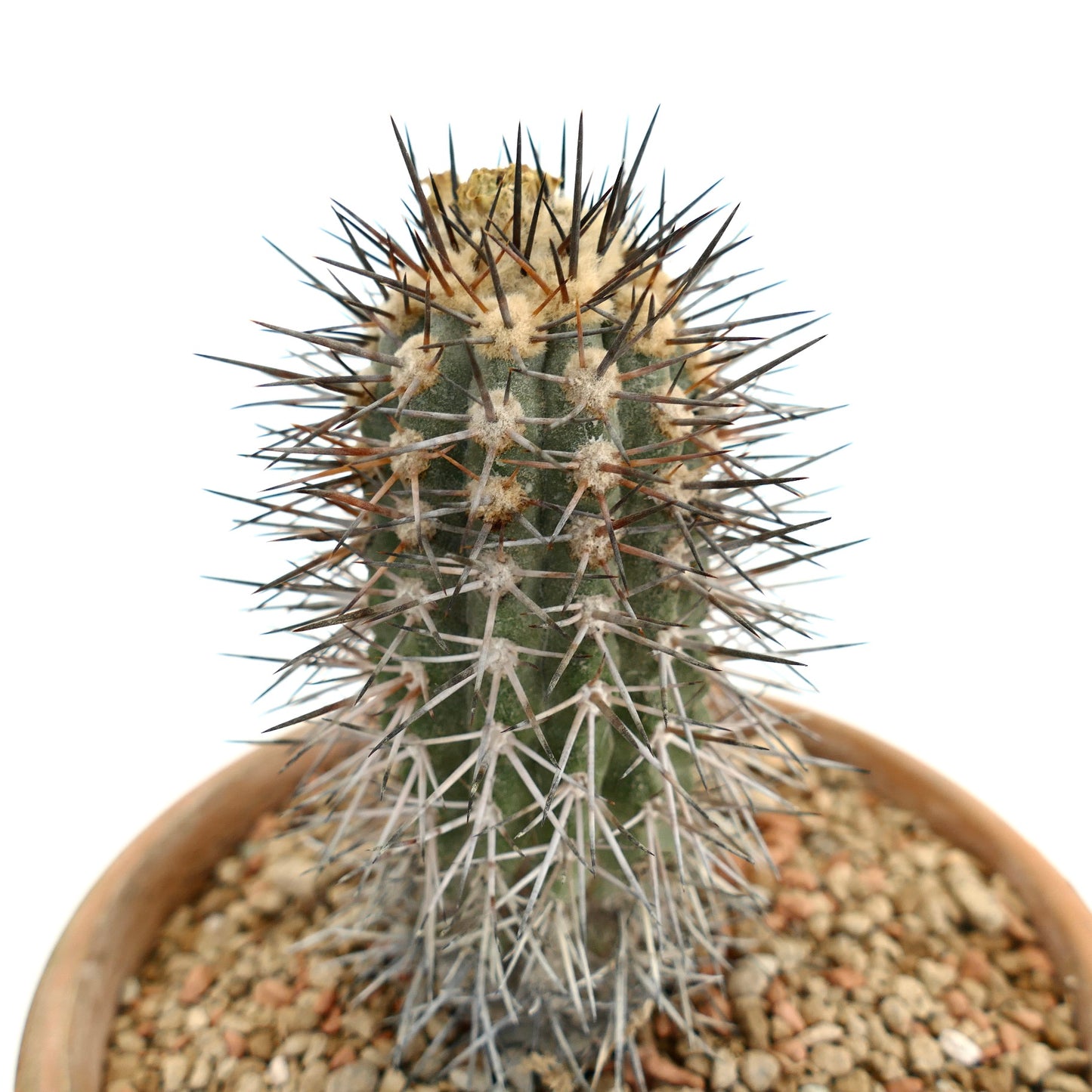 Copiapoa calderana