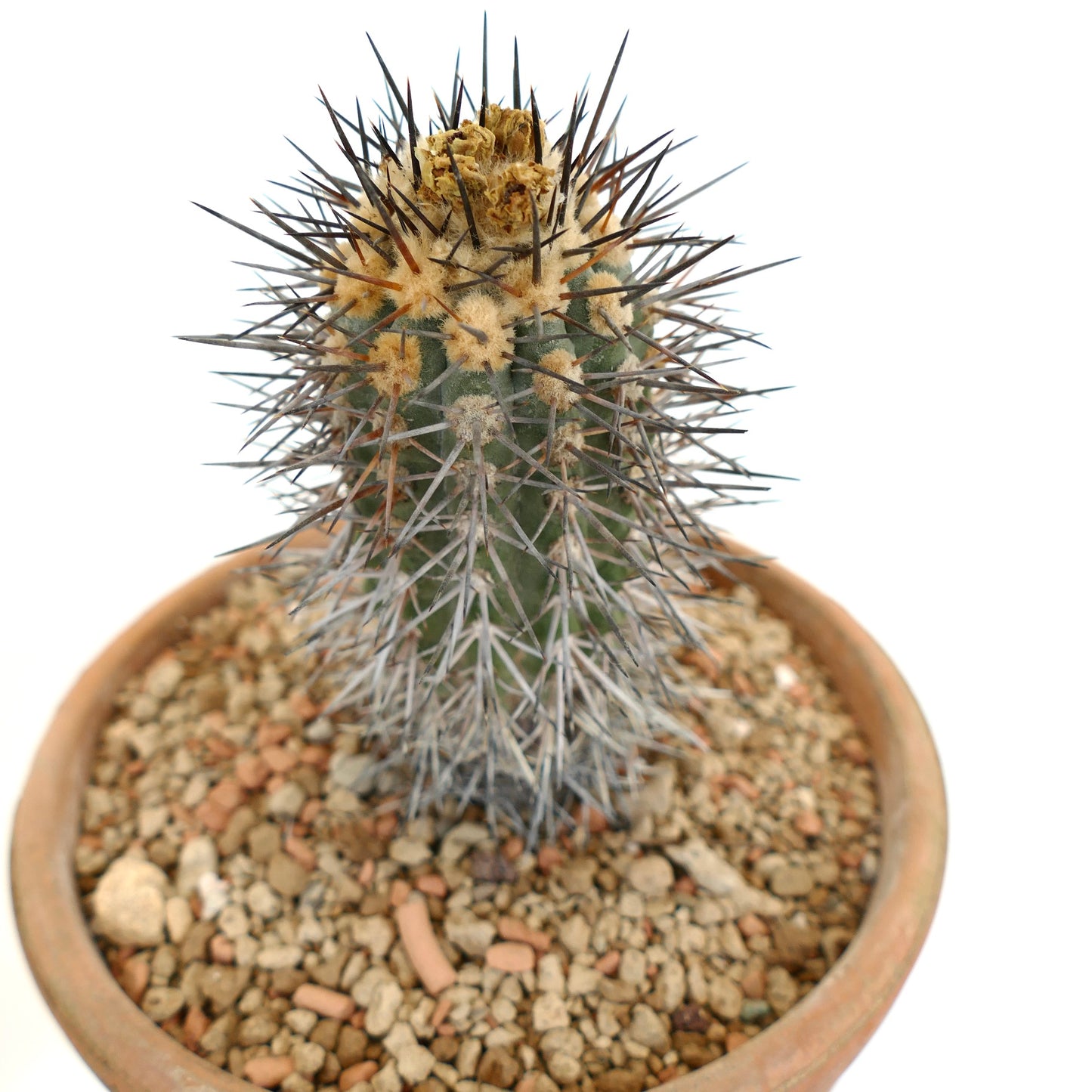 Copiapoa calderana