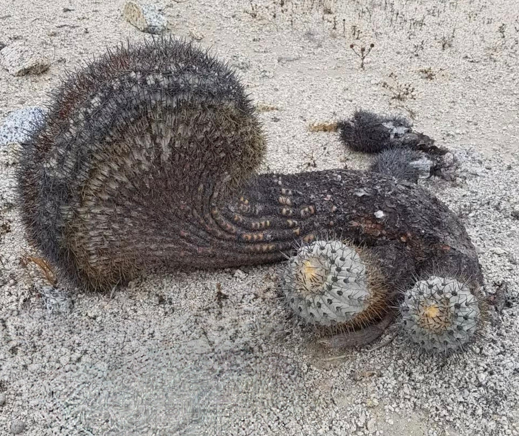Copiapoa calderana seltener gefiederter Kaktus mit dichten dunklen Stacheln auf sandigem Boden