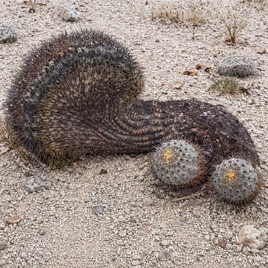 Copiapoa calderana (CRESTED FORM) SEEDS