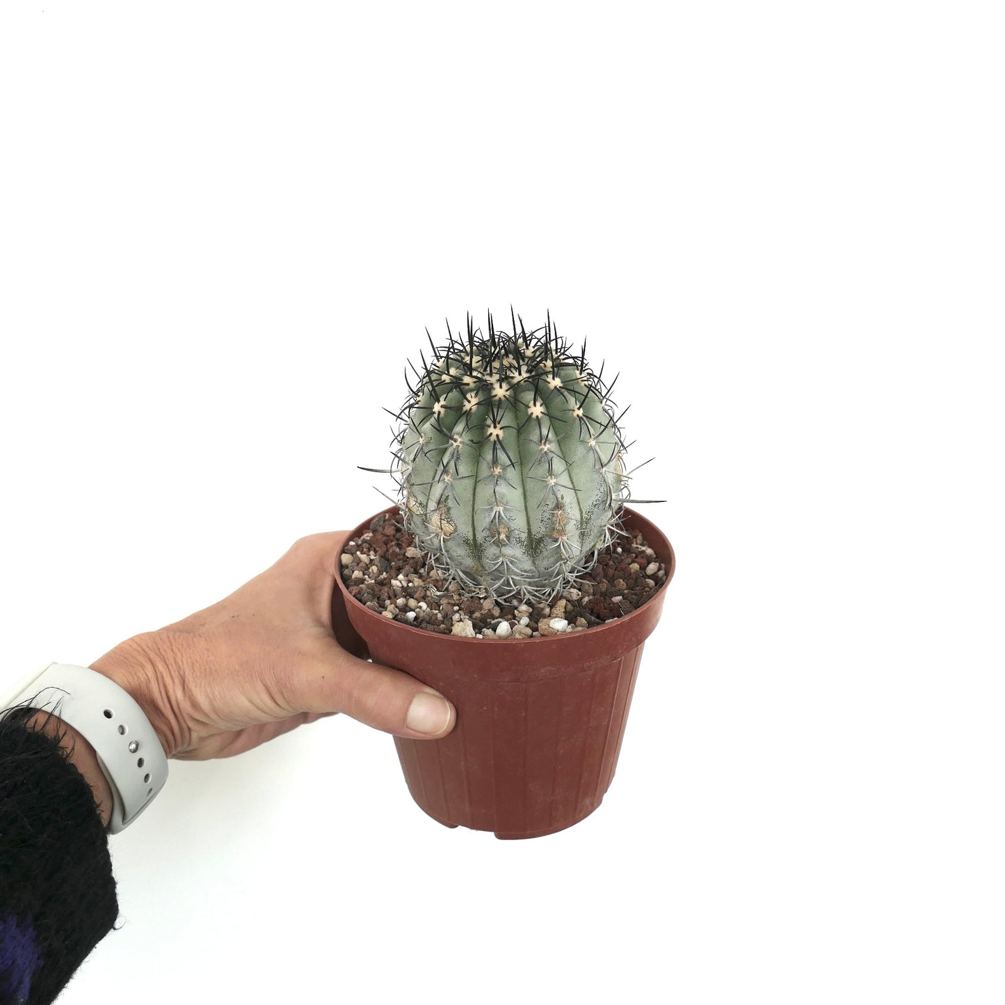 Copiapoa calderana var. magnifica