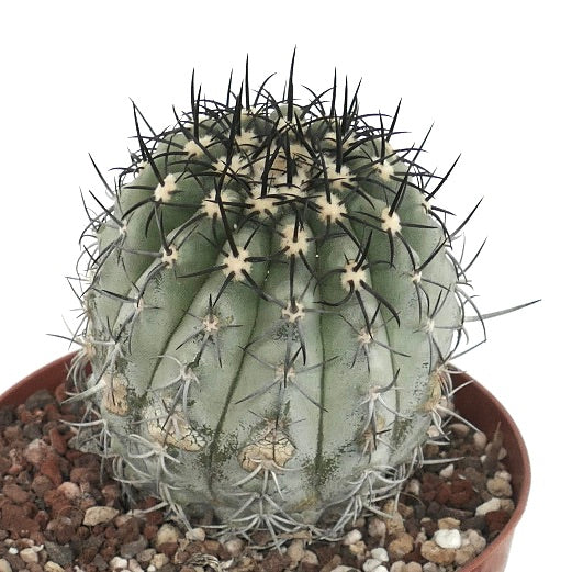 Copiapoa calderana var. magnifica