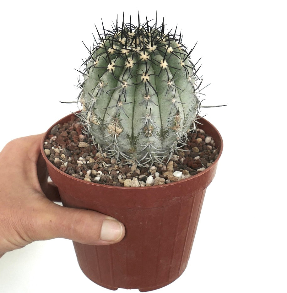 Copiapoa calderana var. magnifica