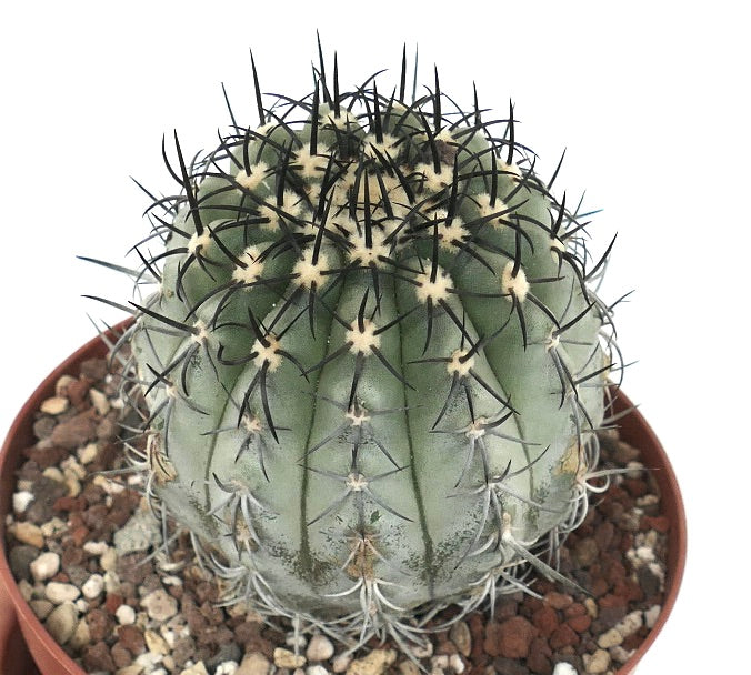 Copiapoa calderana var. magnifica