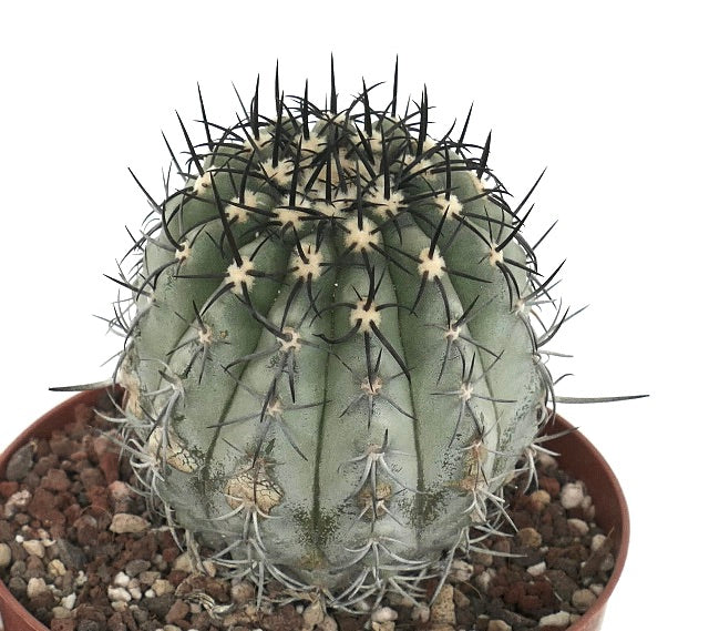 Copiapoa calderana var. magnifica