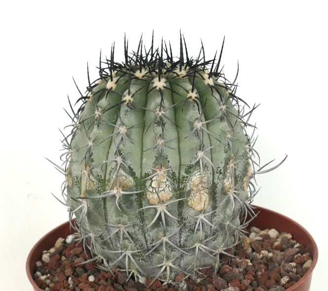 Copiapoa calderana var. magnifica