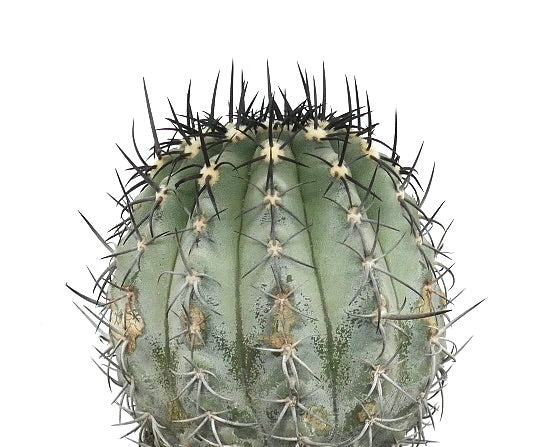 Copiapoa calderana var. magnifica