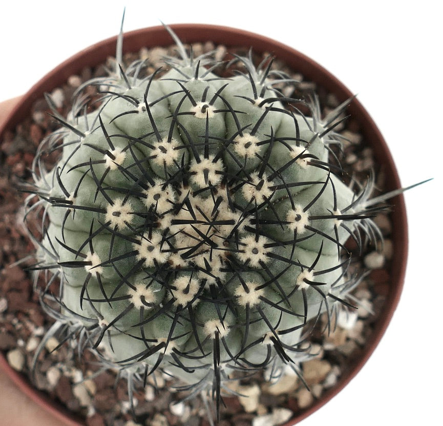 Copiapoa calderana var. magnifica