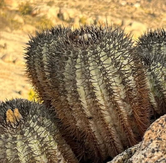 Copiapoa calderana var. magnifica rare succulent cactus with dense dark spines and ribbed body