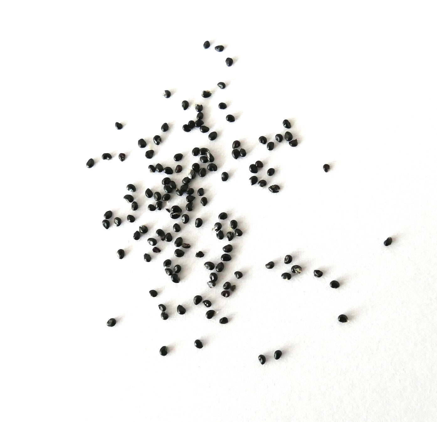 Copiapoa calderana var. magnifica SEEDS