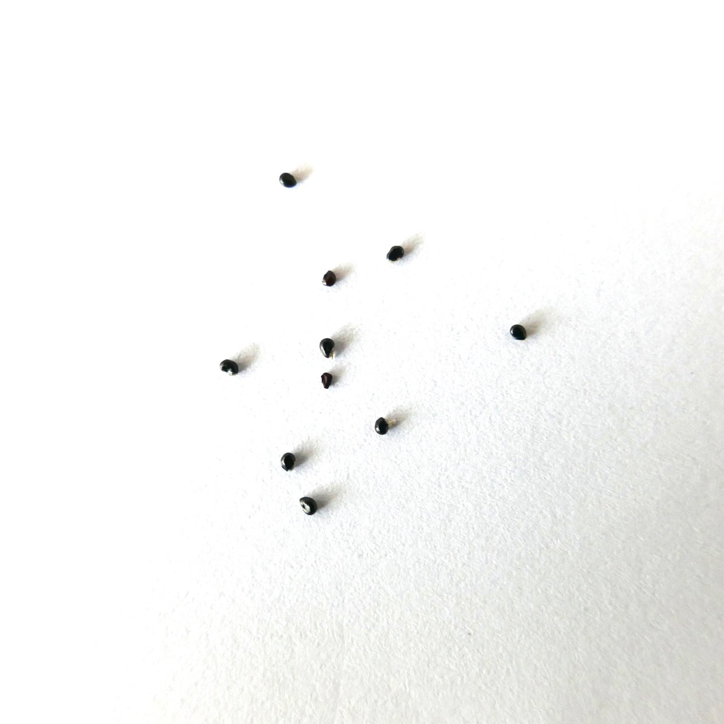 Copiapoa calderana var. magnifica SEEDS