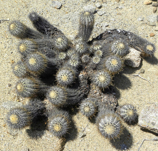 Copiapoa calderana var. spinosior cluster of dark spiny succulent cacti on sandy soil