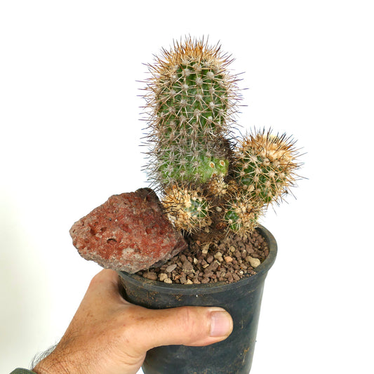 Copiapoa caldera var. spinosior (Punta Salado, Atacama, CHILE) C867