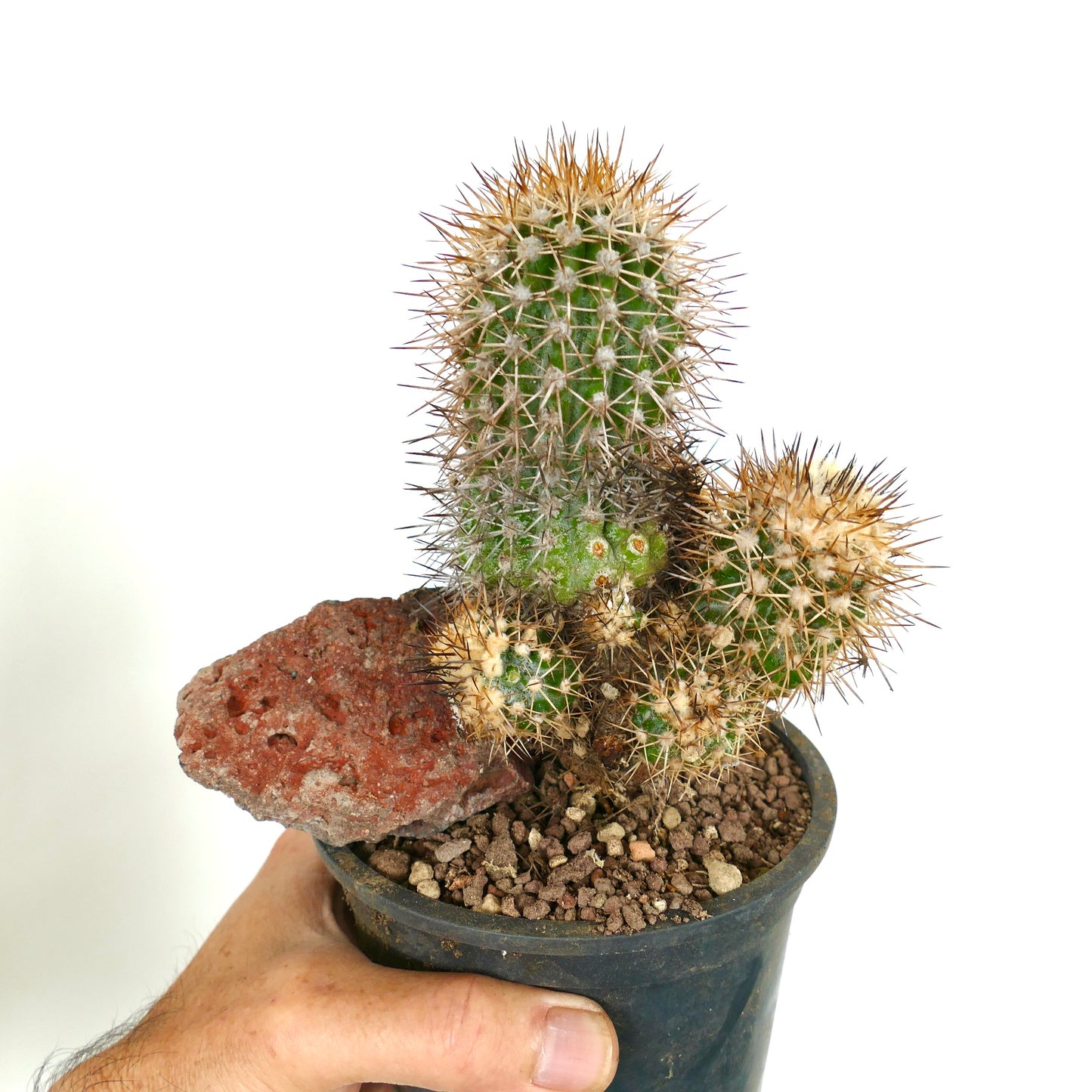 Copiapoa caldera var. spinosior (Punta Salado, Atacama, CHILE) C867