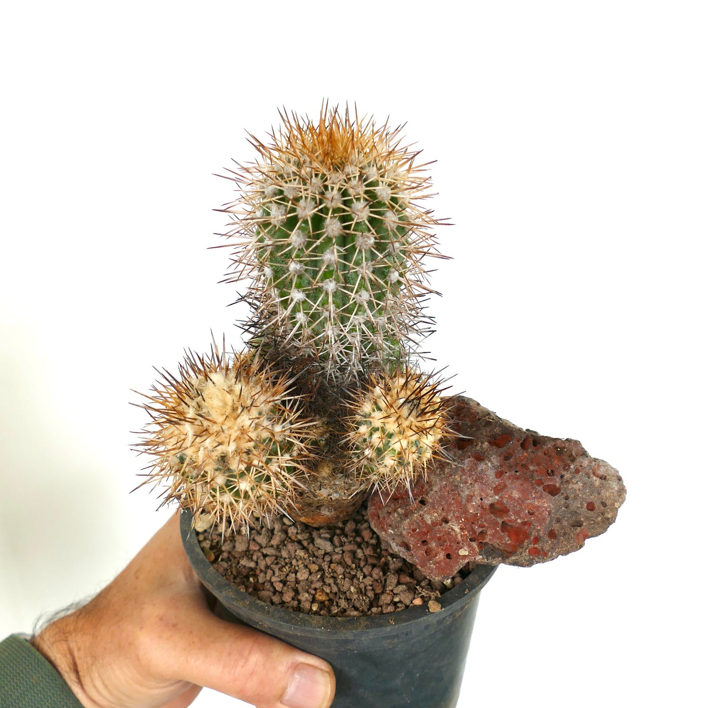 Copiapoa caldera var. spinosior (Punta Salado, Atacama, CHILE) C867