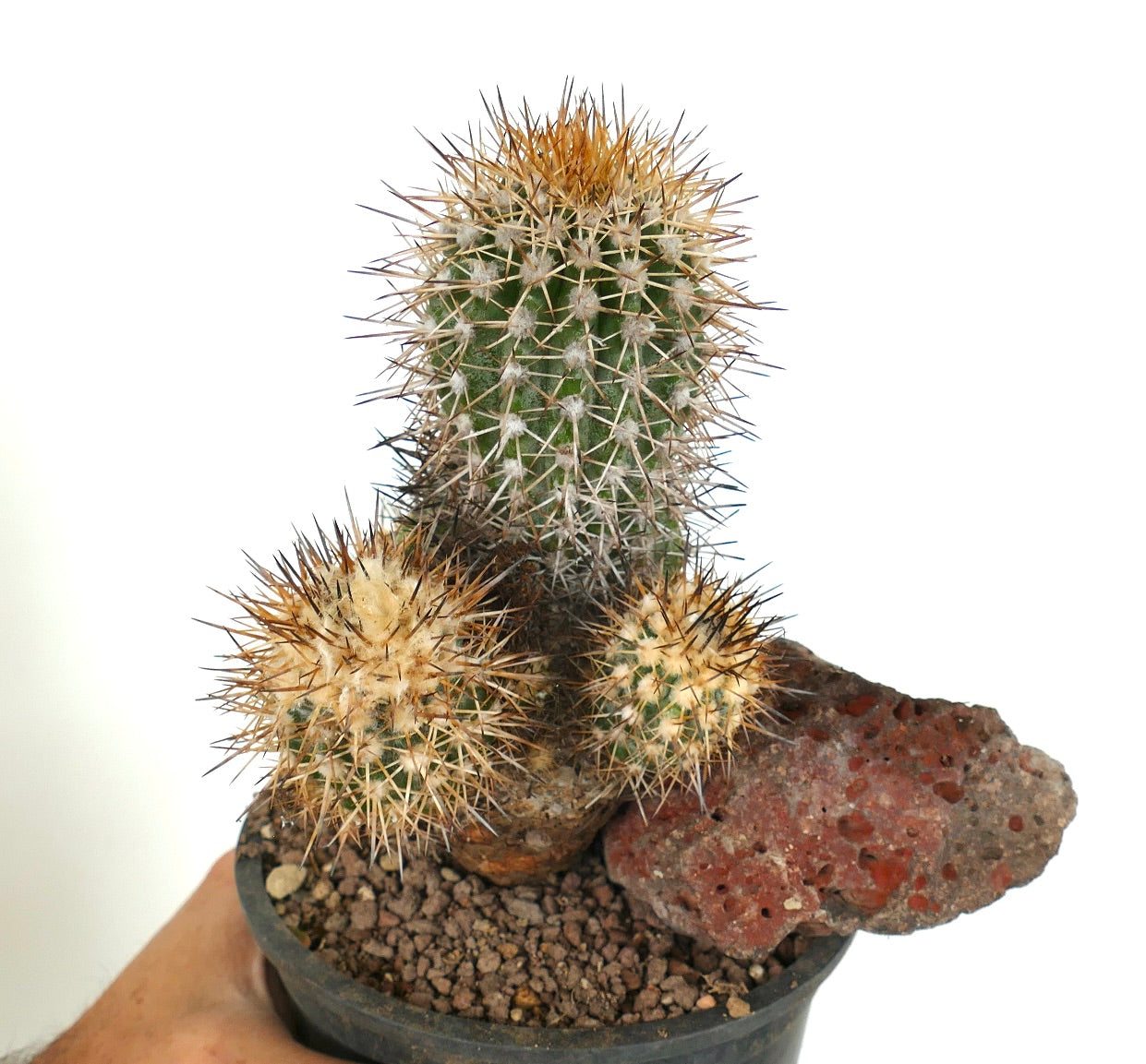 Copiapoa caldera var. spinosior (Punta Salado, Atacama, CHILE) C867