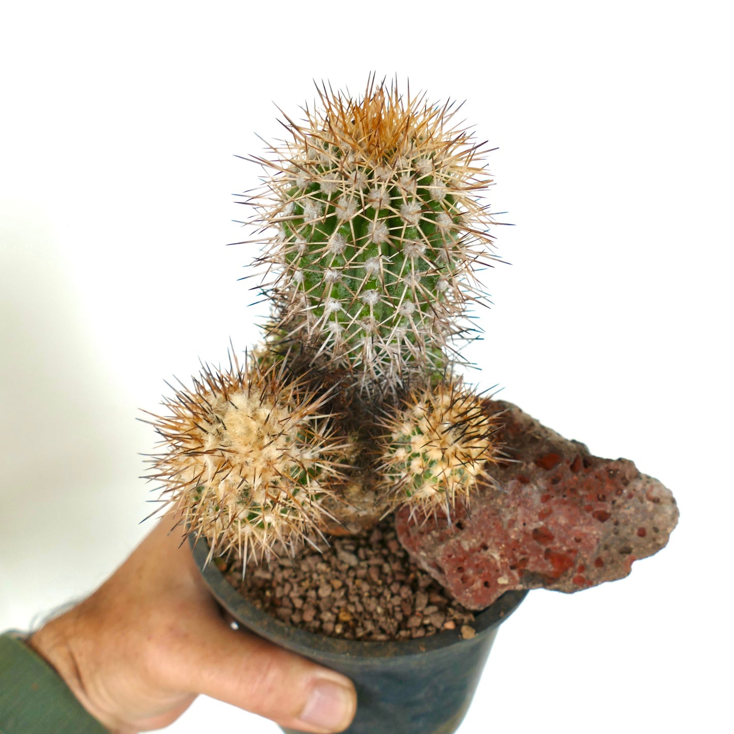 Copiapoa caldera var. spinosior (Punta Salado, Atacama, CHILE) C867