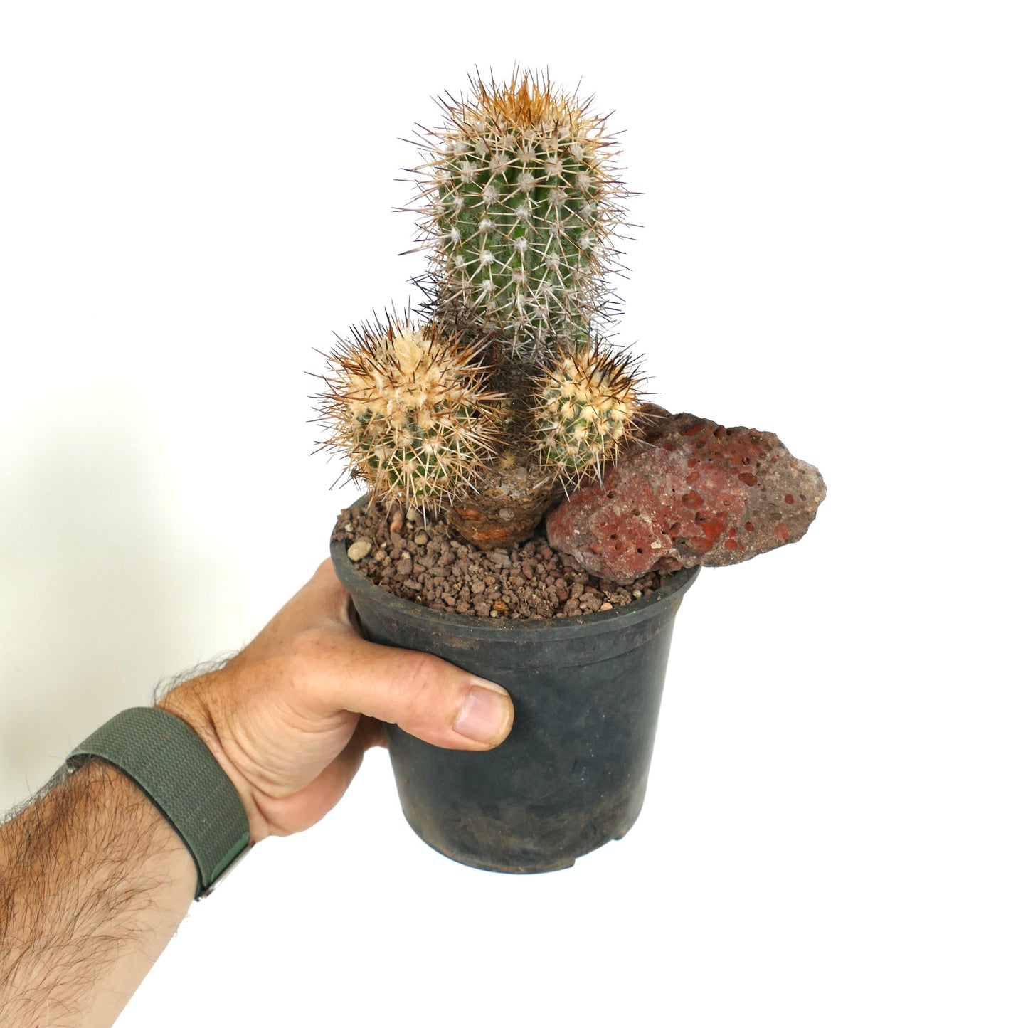 Copiapoa caldera var. spinosior (Punta Salado, Atacama, CHILE) C867