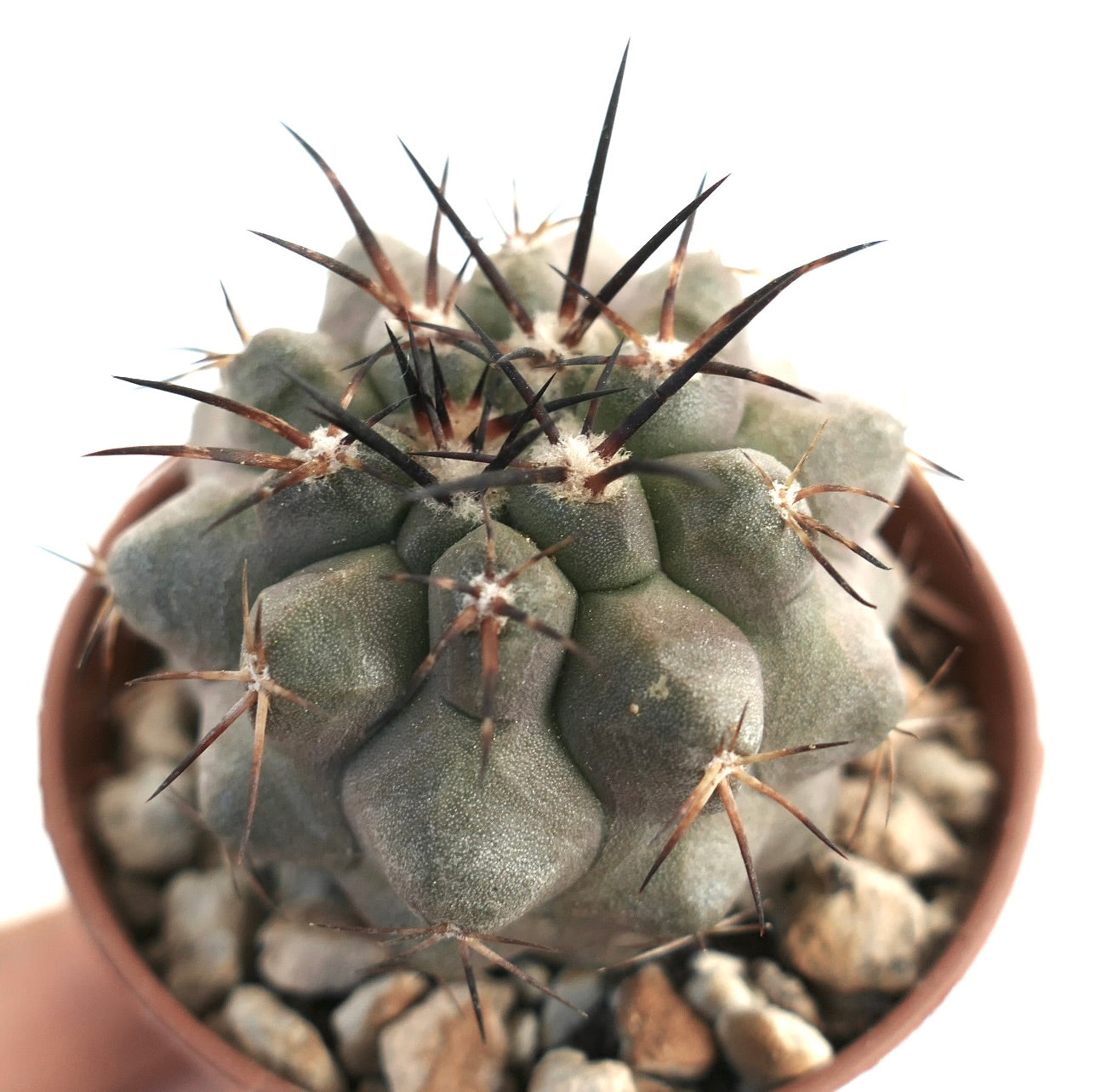 Cacto suculento Copiapoa carrizalensis com costelas espessas e longas espinhas escuras em vaso