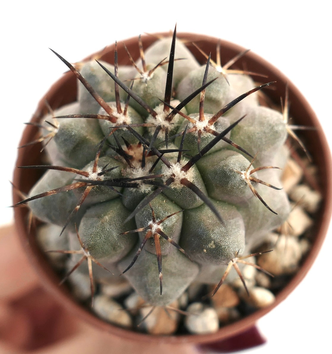 Copiapoa carrizalensis cacto suculento raro com caules verdes grossos e espinhos longos e escuros em vaso