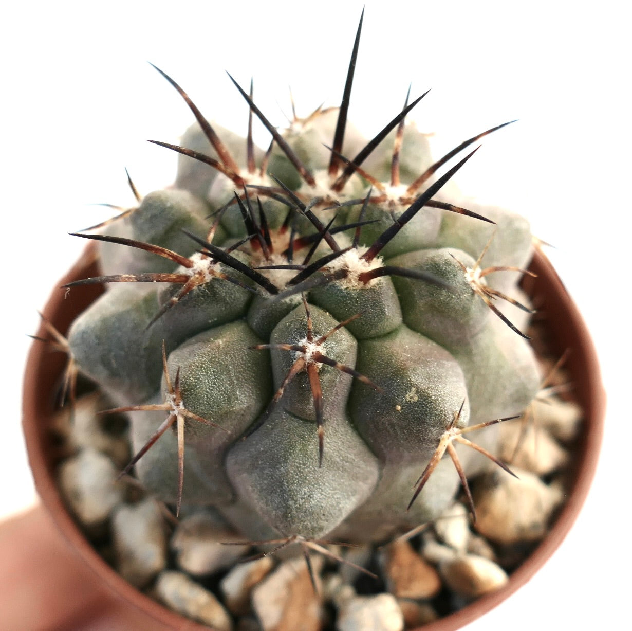 Cacto suculento Copiapoa carrizalensis com costelas grossas e espinhos longos e escuros em vaso