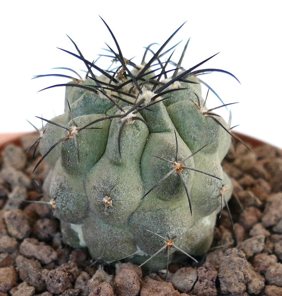 コピアポア　カリザレンシス Copiapoacarrizalensis3_grande.