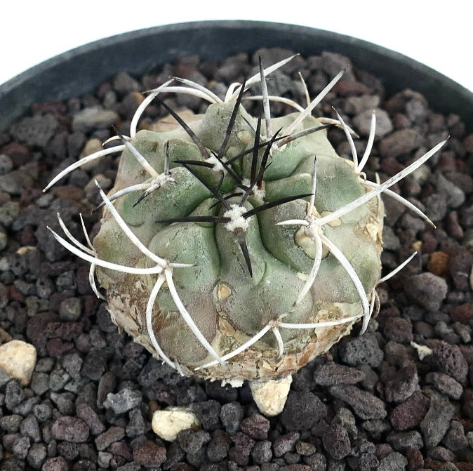 Copiapoa carrizalensis raro cactus succulento con spine bianche e nere curve su corpo grigio-verde