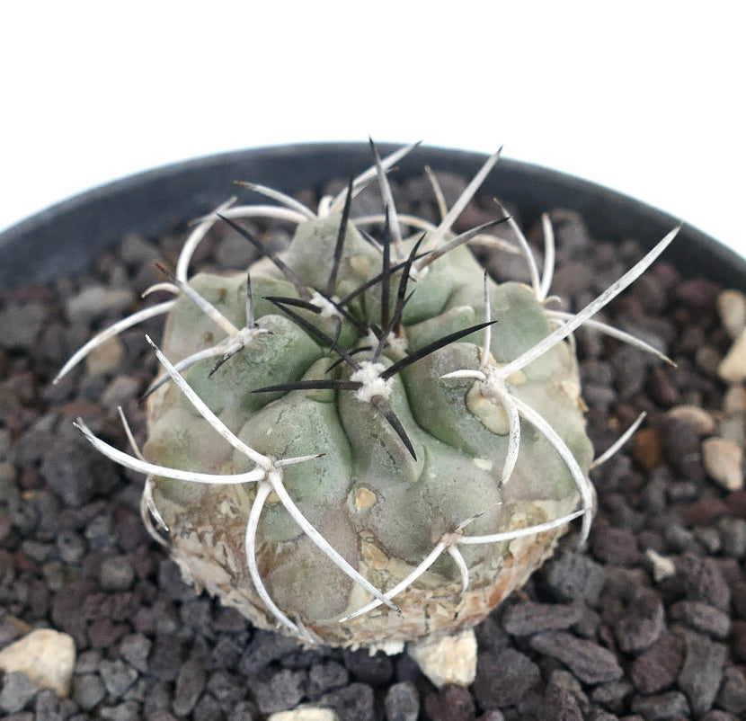 Copiapoa carrizalensis raro cactus succulento con spine spesse bianche e nere in vaso