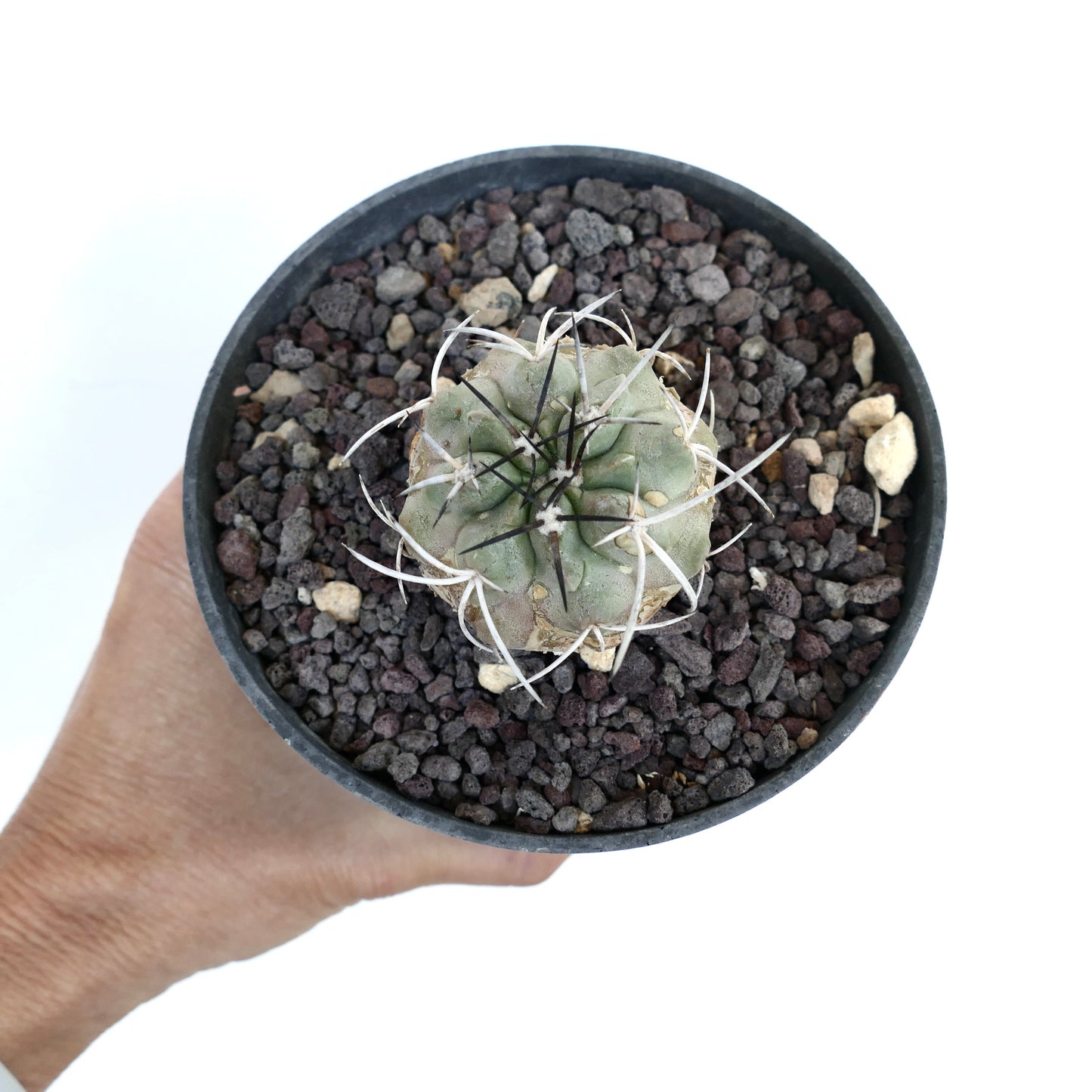 Piccolo cactus rotondo Copiapoa carrizalensis con spine lunghe bianche e nere in terreno roccioso