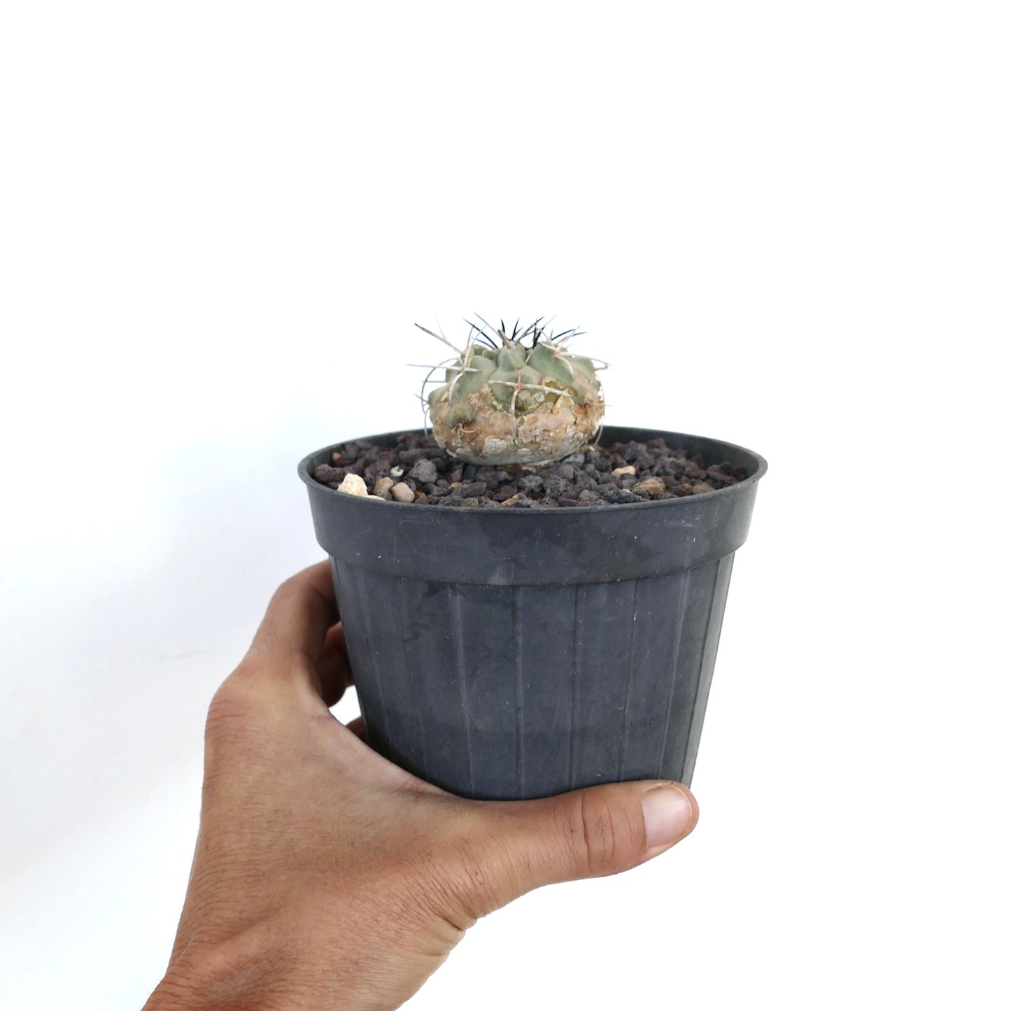 Copiapoa carrizalensis piccolo cactus succulento rotondo con spine prominenti in vaso nero