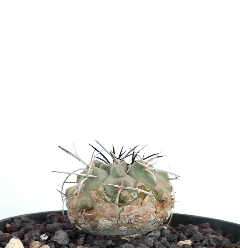 Copiapoa carrizalensis raro cactus succulento con spine spesse e base strutturata