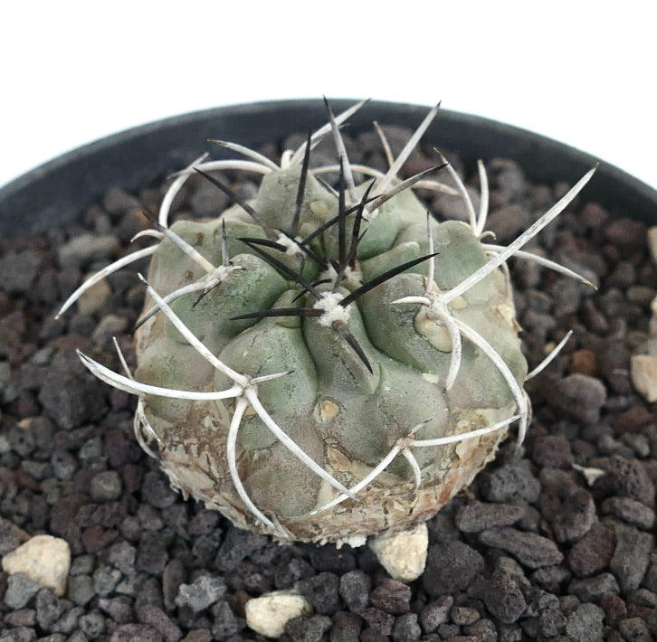 Copiapoa carrizalensis raro cactus succulento con spine spesse e corpo verde strutturato in vaso