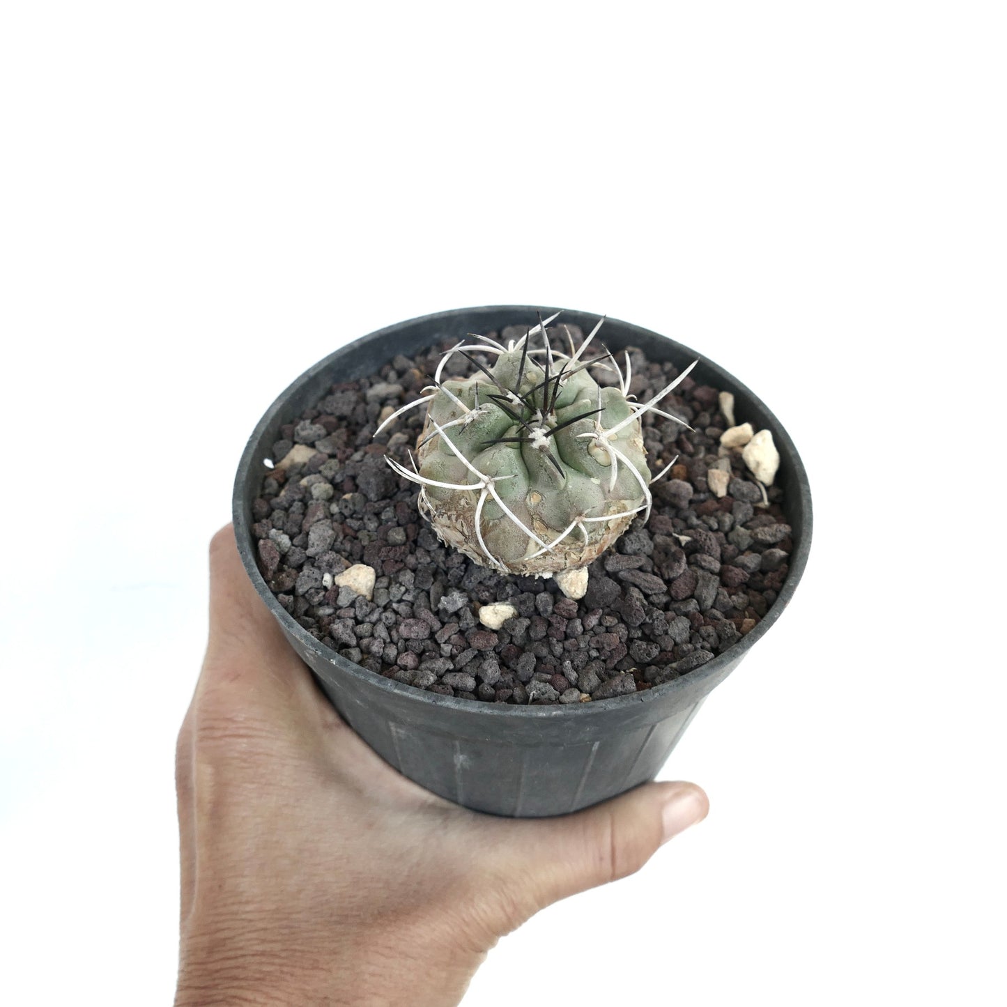 Piccolo cactus succulento Copiapoa carrizalensis con spine bianche e nere ricurve in vaso