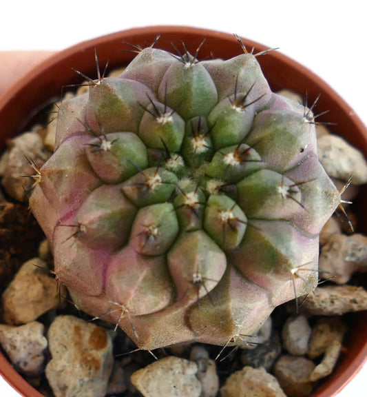 Copiapoa chypogaea X serpentisulcata rare succulent cactus with green and purple tones and sharp spines