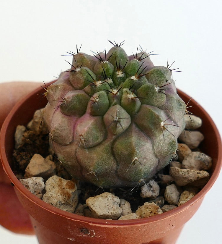 Copiapoa chypogaea X serpentisulcata succulent cactus with rounded tubercles and dark spines in pot
