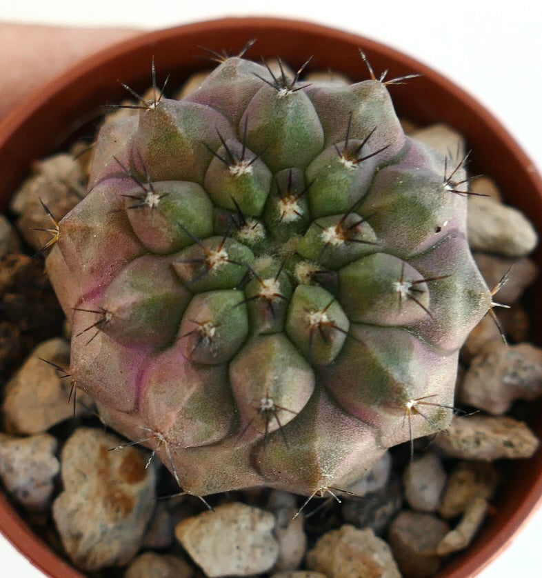 Copiapoa chypogaea X serpentisulcata V910 rare succulent cactus with green and purple hues and sharp spines