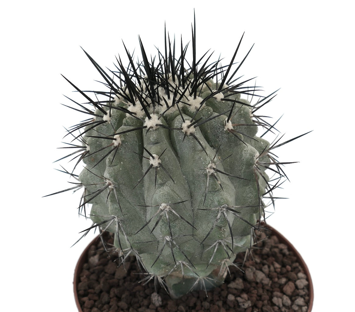 Copiapoa cinera cactus succulento con stelo verde spesso e spine nere lunghe in vaso