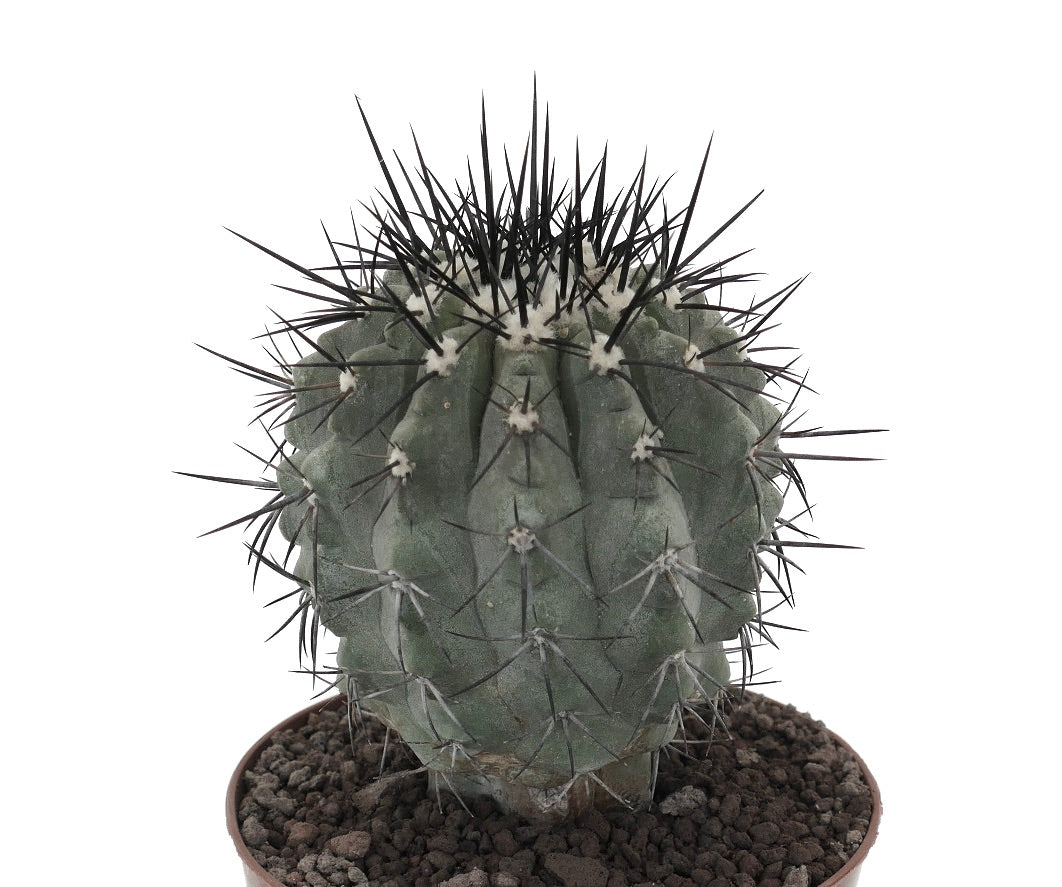 Copiapoa cinera, cactus succulento con spine spesse e corpo arrotondato costolato in vaso