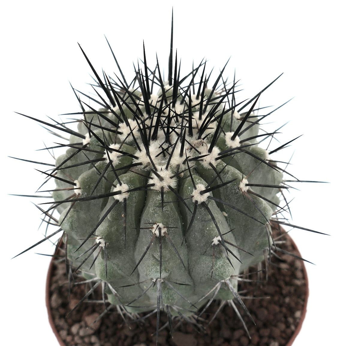 Copiapoa cinerea, cactus succulento con denso feltro bianco e lunghe spine nere in vaso