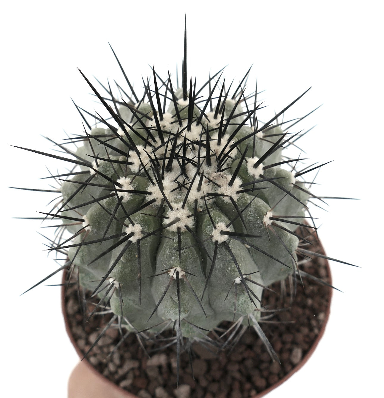 Copiapoa cinera, cactus succulento con corpo verde spesso e lunghe spine nere appuntite