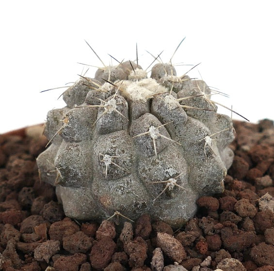 Copiapoa cinera albispina gray succulent cactus with white spines and textured surface