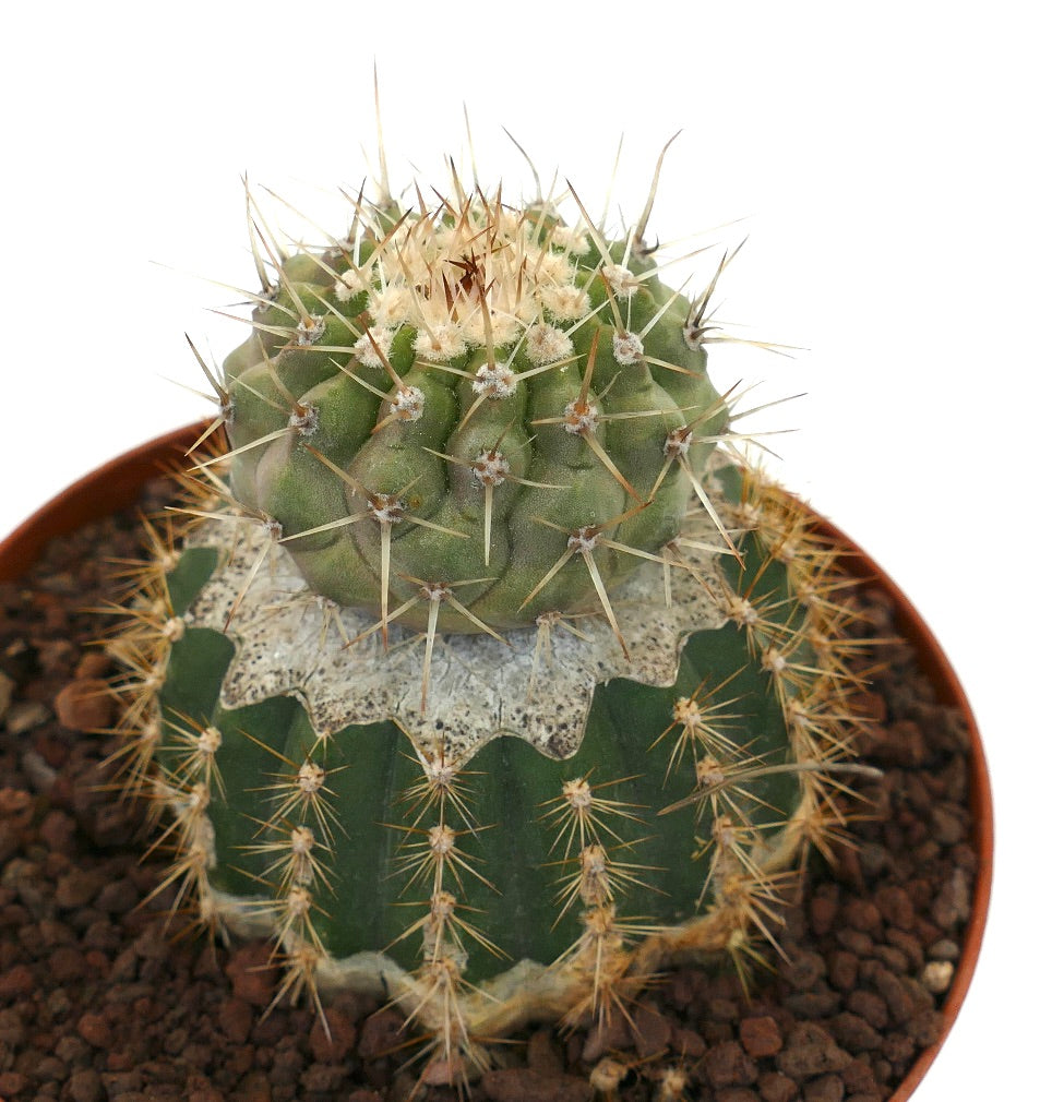 Copiapoa cinera var. albispina rare grafted cactus with dense white spines and ribbed green body