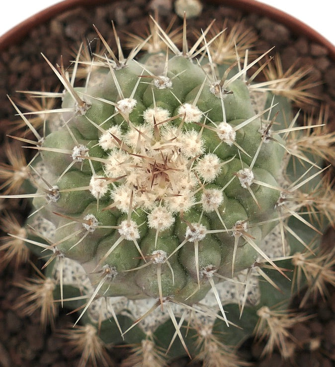 Copiapoa cinera var. albispina green cactus with dense white areoles and long sharp spines