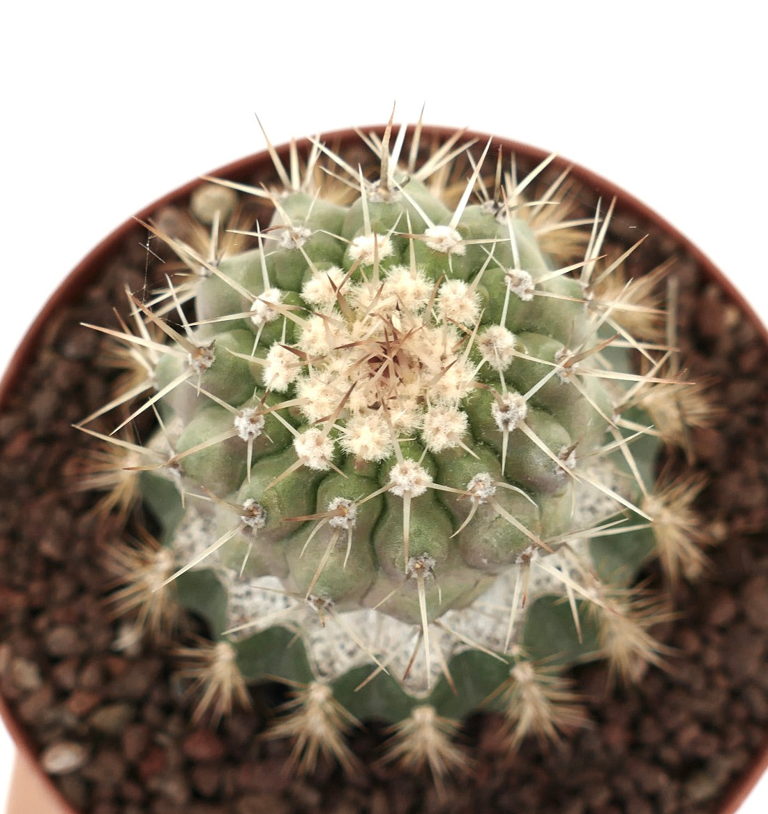 Copiapoa cinera var. albispina succulent cactus with dense white spines and rounded green body