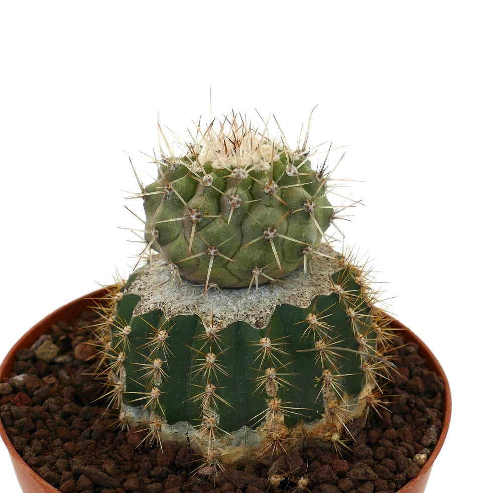 Copiapoa cinera var. albispina green grafted cactus with sharp white spines in pot