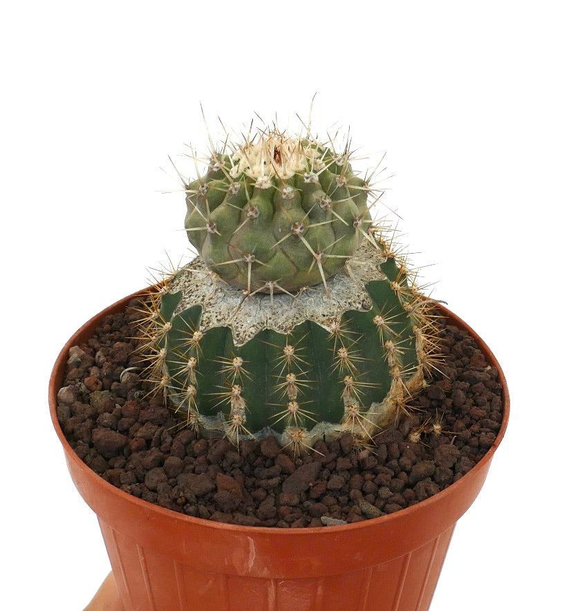 Copiapoa cinera var. albispina rare cactus with spiny green globular stems in terracotta pot