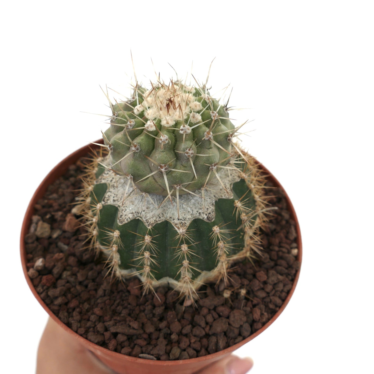 Copiapoa cinera var. albispina rare cactus with green segmented body and sharp white spines