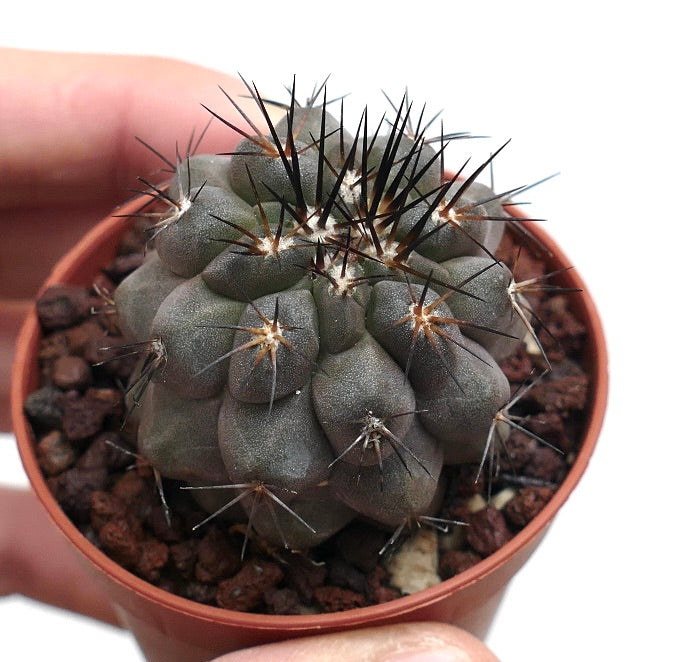 Copiapoa cinerea