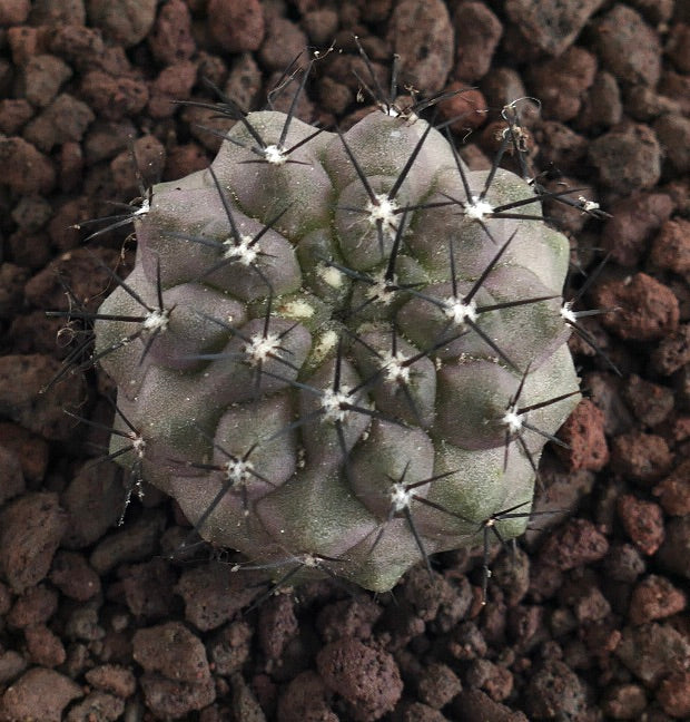 Copiapoa cinerea